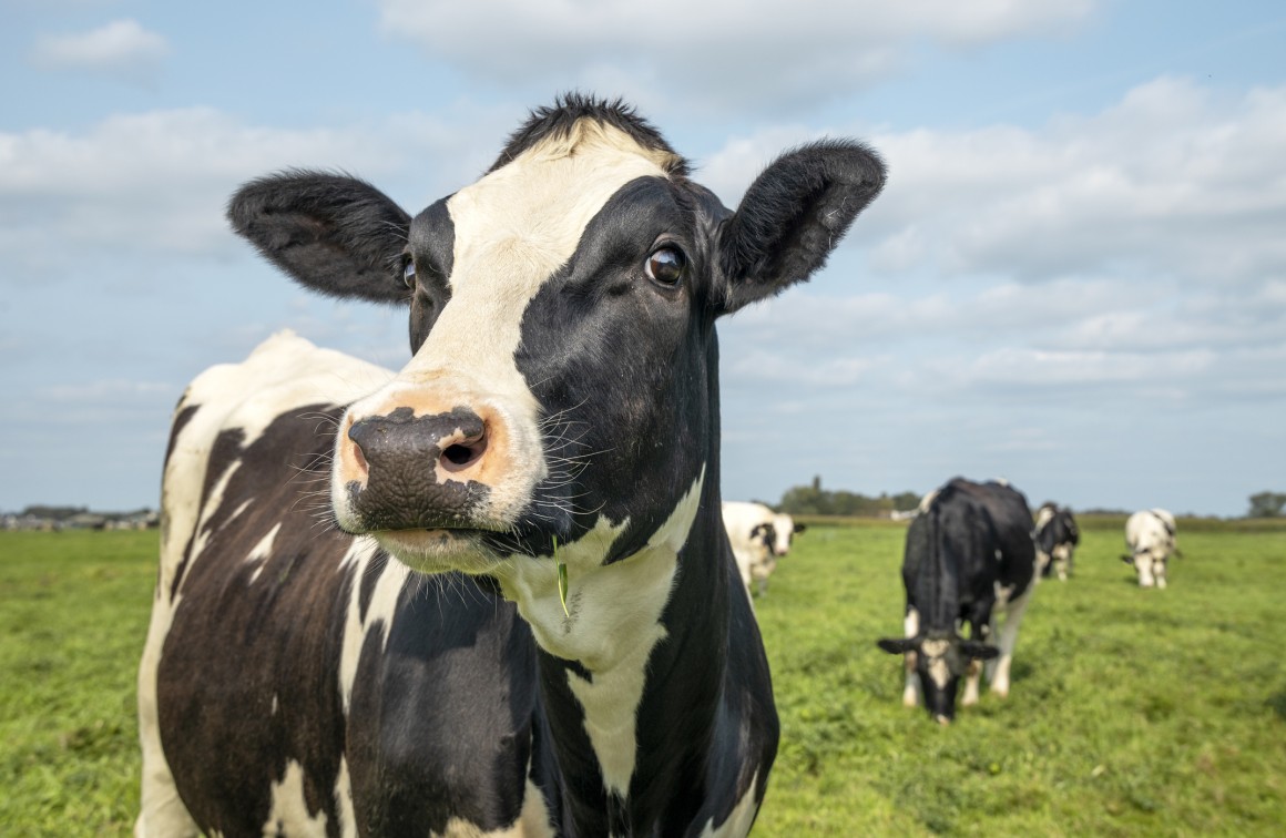 dairy cows