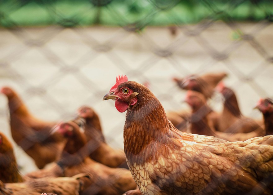 Chickens roaming